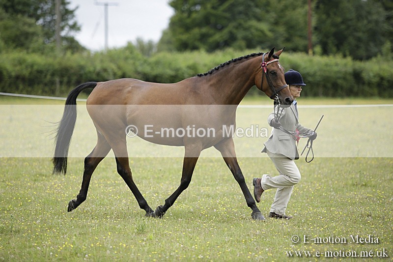 BVR160717-1104 - In Hand Championship 16/07/17