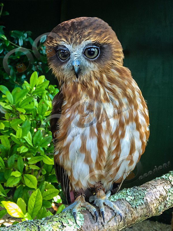 boobook owl Ninox boobook-0668 - Owls of the World