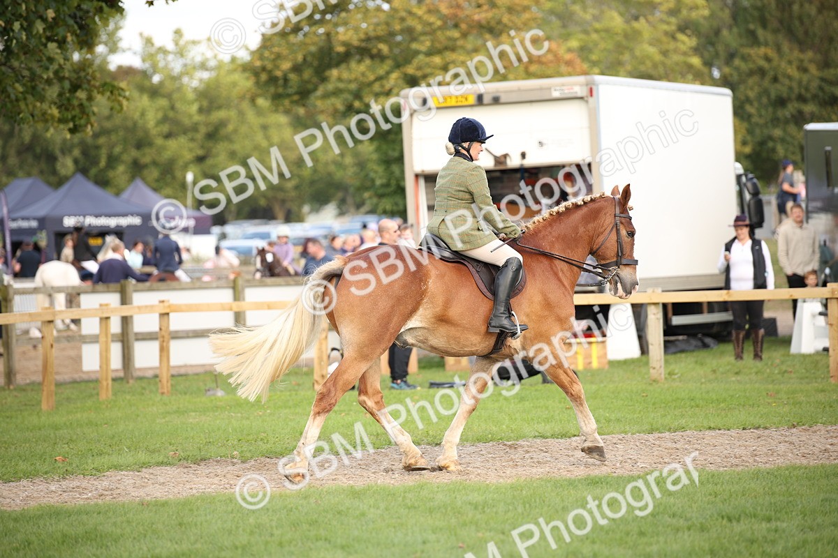 SBM_50214 - S26 - Young Veteran - Ridden