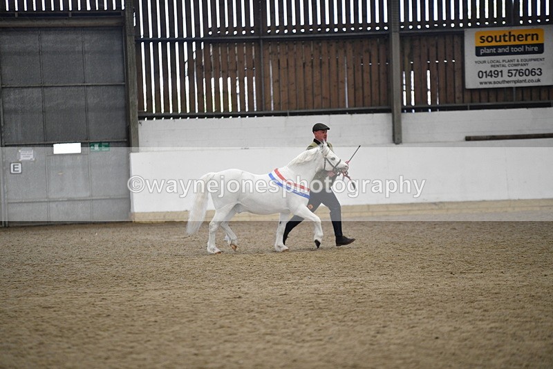 WJ5_5833 - Morning in hand Championship