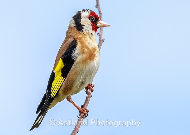 Astland Photography, Bird and Wildlife Images, Susan and Peter Wilson, U.K