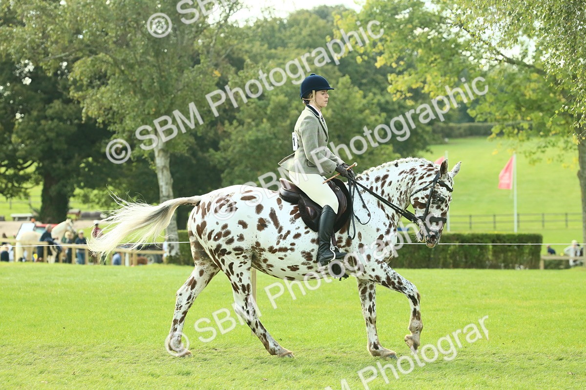 SBM_62415 - S62 - Foreign Breeds Ridden