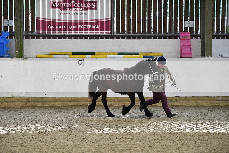 WJ5_3516 - Class 1 Youngstock