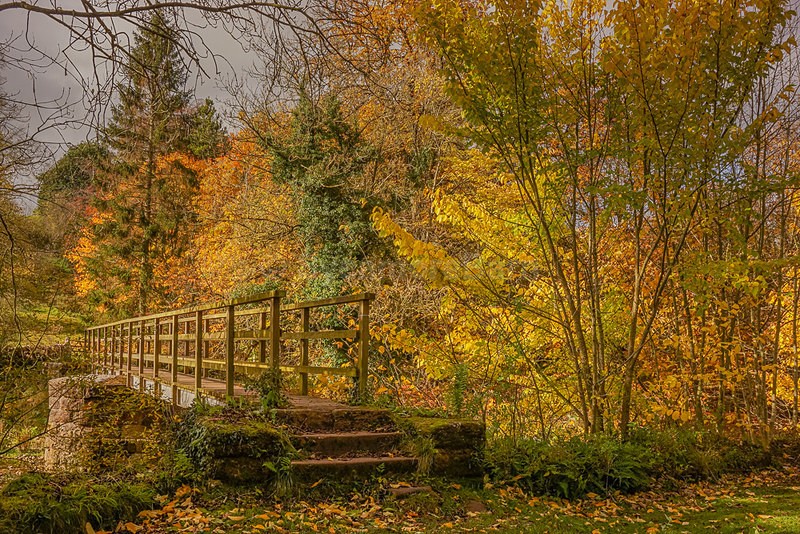 Golden Trees at Jackdaw Scar, Kings Meaburn, Cumbria - Cumbria