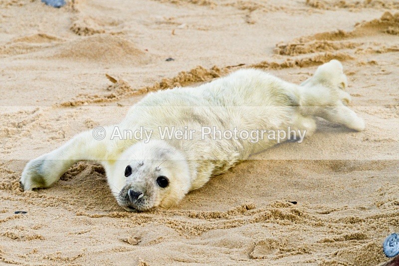 20101128-3750 - Grey Seal