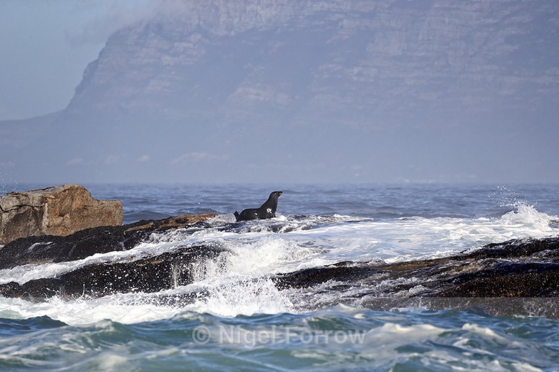 Cape Fur Seal hauls out, Seal Island, False Bay, South Africa - Seal