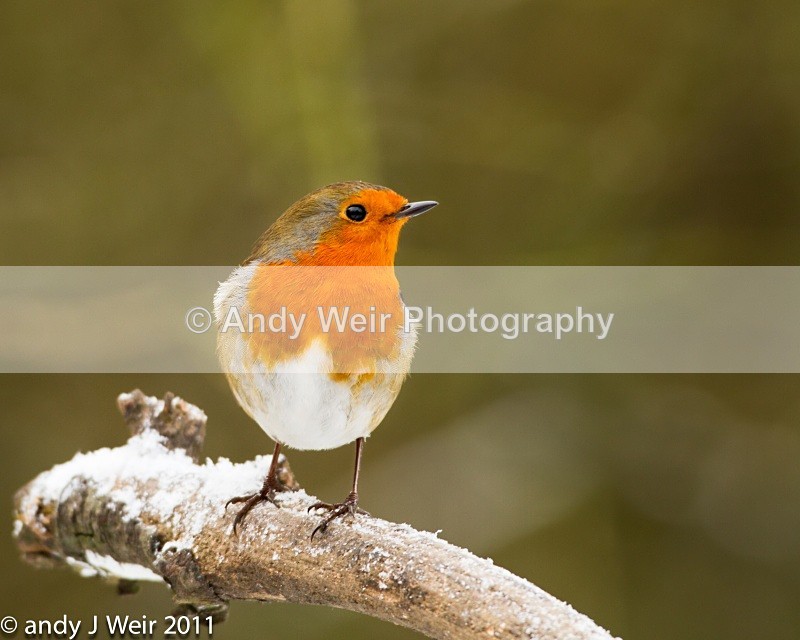Robin-3811 - Robin