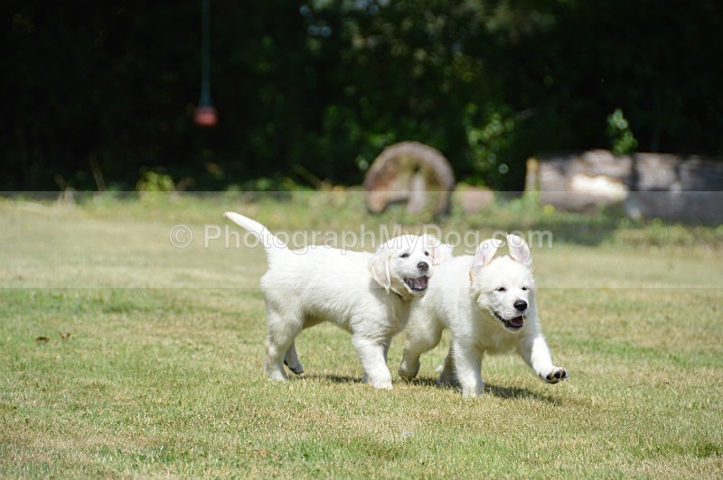  - Golden Retrievers