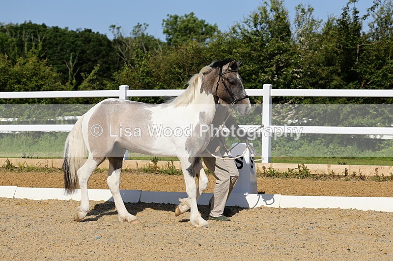 1X9A0648 - Class 3: Youngstock 1, 2, 3 year old not to exceed 153cm