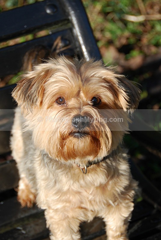  - Yorkshire Terriers