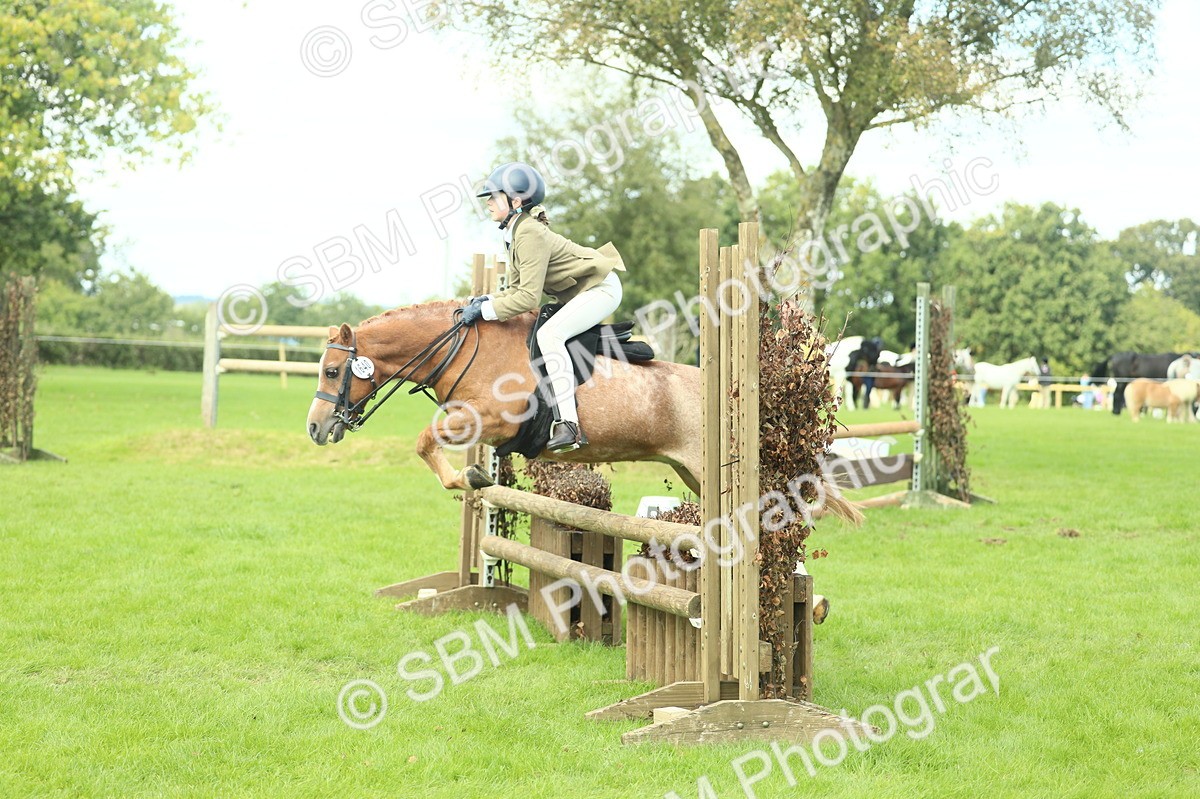 SBM_44681 - S31 - Working Hunter Pony