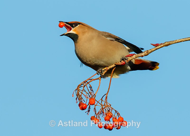 Astland Photography, Bird and Wildlife Images, Susan and Peter Wilson, U.K.