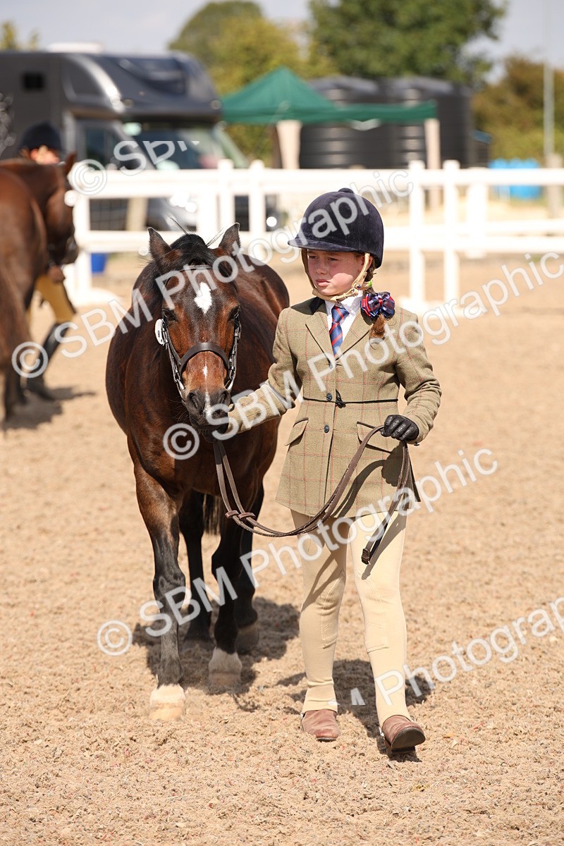SBM_03392 - Class 18 Handsomest Gelding (IH or Ridden)