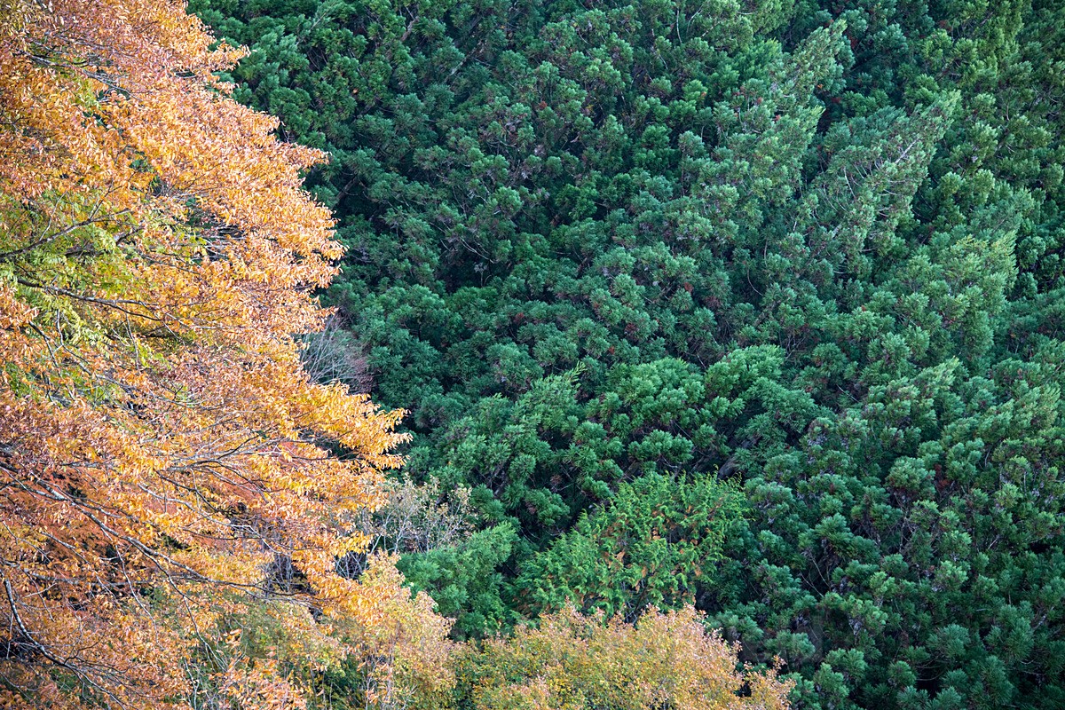  - Japan