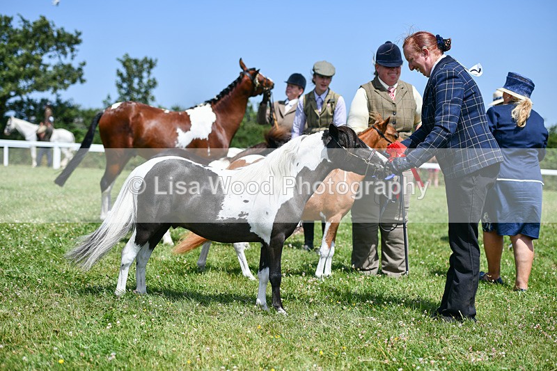 DSC_7424 - Class 62: Coloured Pony Youngstock