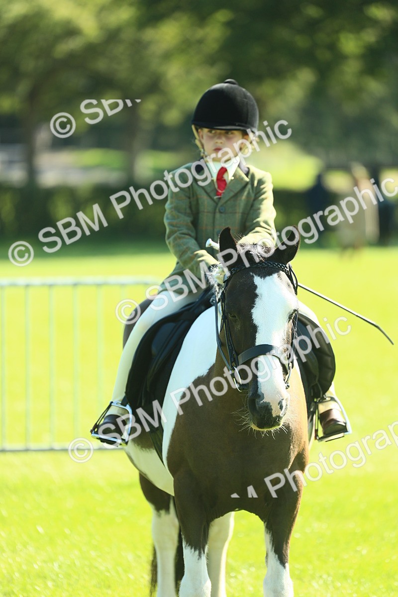 SBM_39091 - S29 - Novice & Newcomers Working Hunter Pony