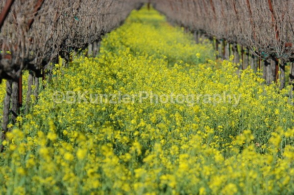  - Wine Country