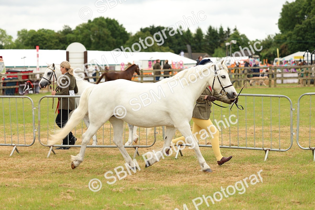 SBM_04170 - Class 64-67 - Shetland Pony In Hand