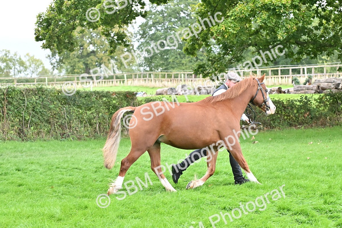 SBM_63229 - S49 - Mountain & Moorland In Hand Large Breeds