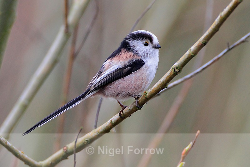 Long-tailed Tit in a bush along the Bridleway - Long-tailed Tit