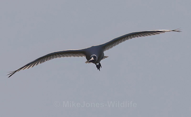 Spoonbill fledgling flying - Latest ..Spoonbills at Burton Mere Wetlands, Wirral. UK