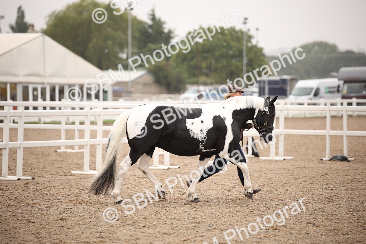 SBM_20176 - Class 703 - IH  Coloured