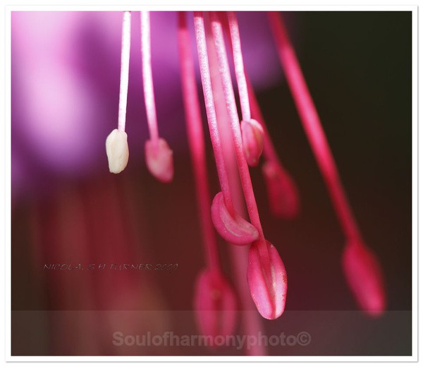 - Floria Macro