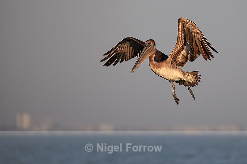 Brown Pelican (juvenile) hovering, Sanibel Island, Florida - Brown Pelican