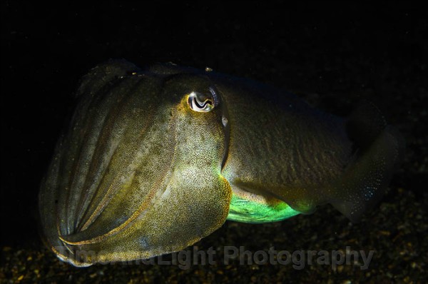 Cuttlefish - Cornish Marine Life
