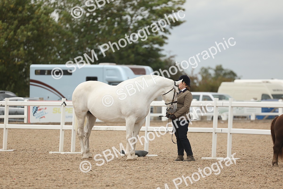 SBM_19228 - Class 317 - IH Pure Bred Horse-Pony
