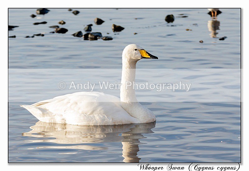 191229-7D-8E0A1599-Edit - Whooper Swan