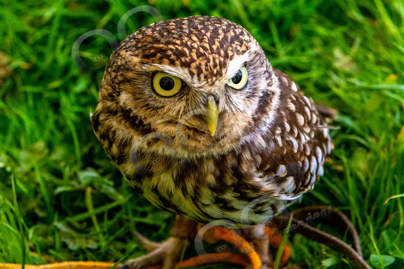 little owl  athena noctua-7262 - Owls of the World
