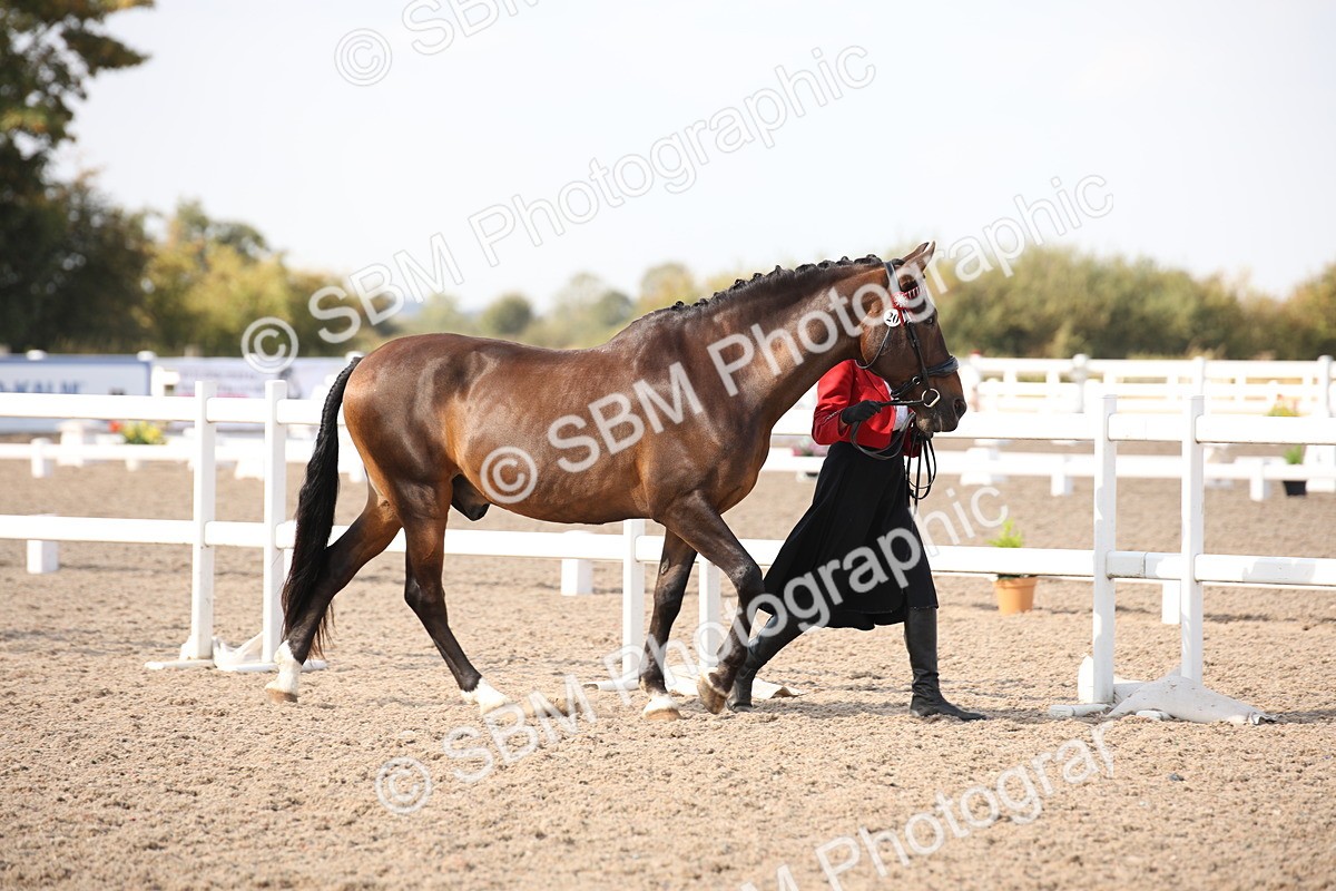 SBM_07388 - Class 26 IH Foreign Breeds -Part bred
