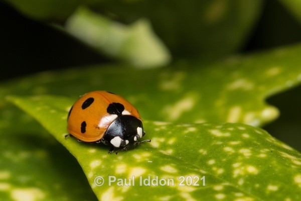 Which way Ladybird? - Macro