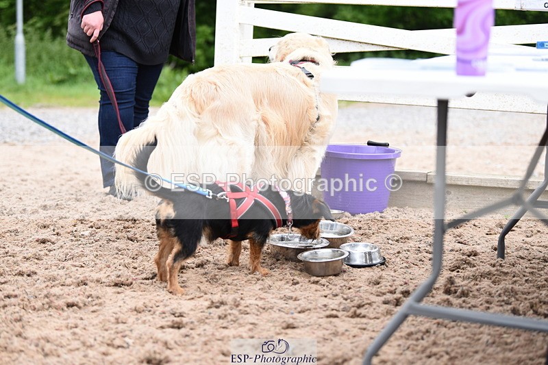 240518A-110602-00735 - Cls 1 Cutest Puppy