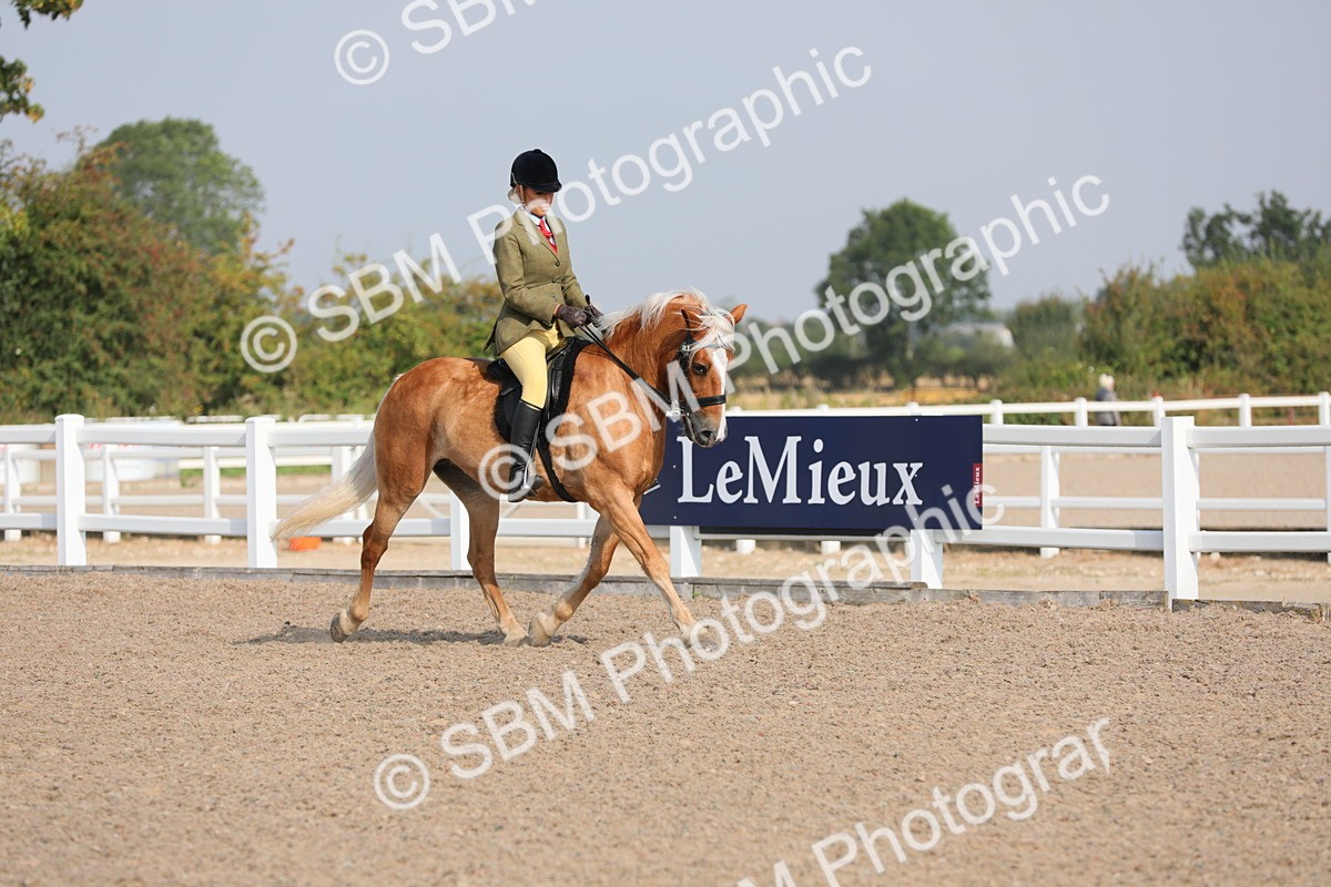 SBM_11336 - Class 305 Ridden Foreign Breeds- Pure Bred