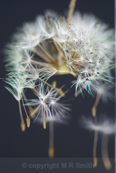Leaving Home - MACRO & CLOSE UPS 2