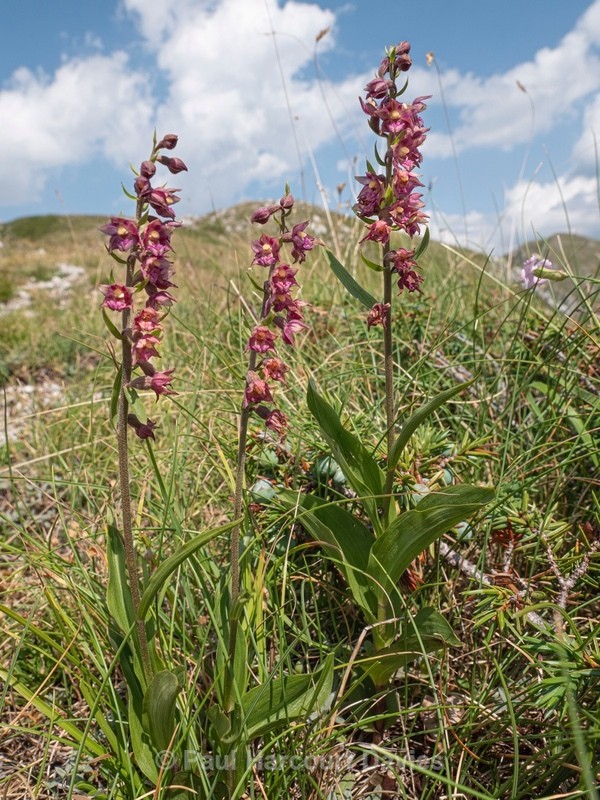 Dark red helleborine (Epipactis atrorubens). - Wild Orchids 2021