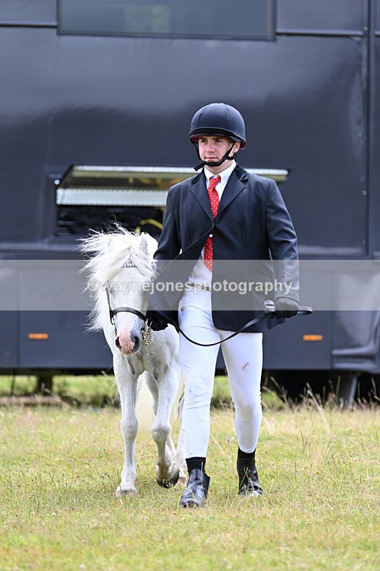 WJ7_6511 - Class 5 Handsome Gelding in hand