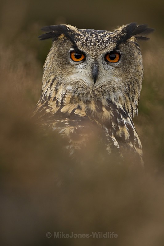  - EURASIAN EAGLE OWLS