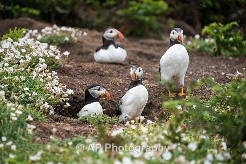 ACP_9965-1 - Puffins on Skomer Island