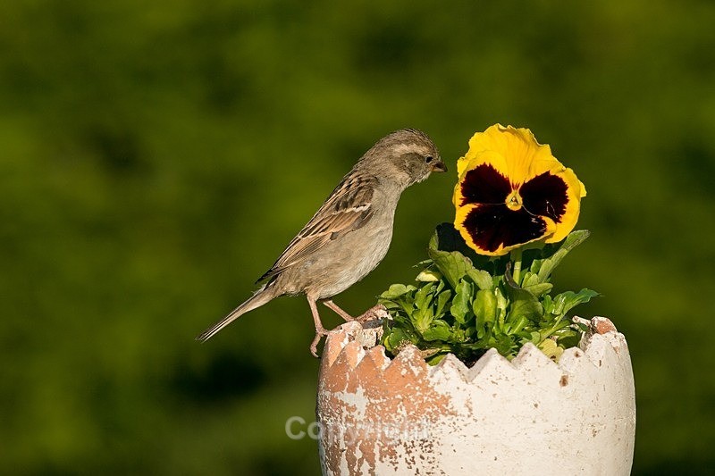  - Birds