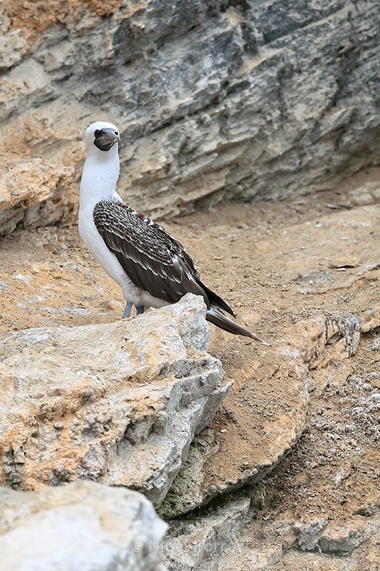 Peruvian Booby on Chanaral Island, Chile - Peruvian Booby