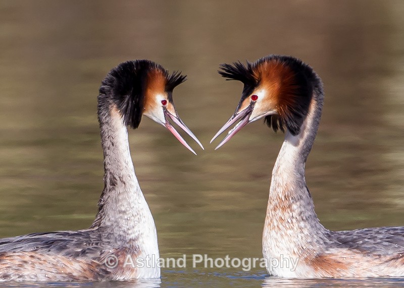 Astland Photography, Bird and Wildlife Images, Susan and Peter Wilson, U.K.