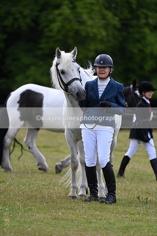 WJ7_7082 - Class 5a Most Handsome Gelding in Hand