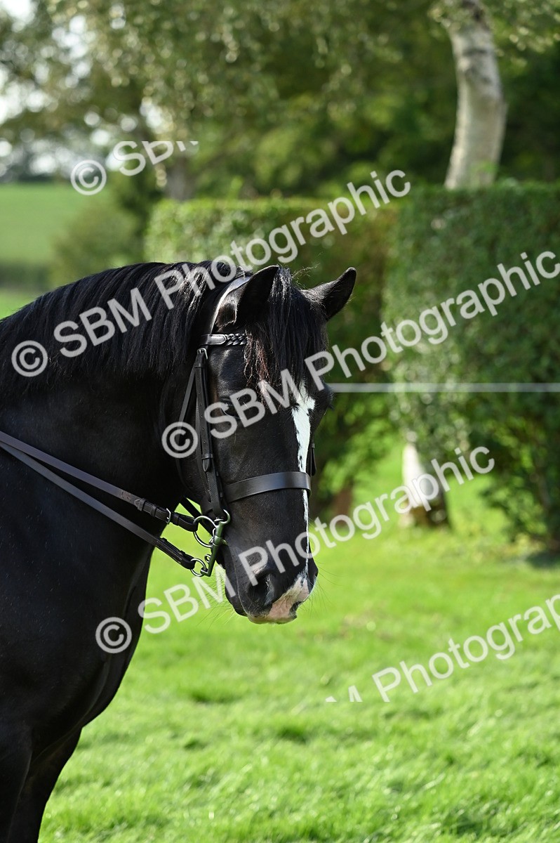 SBM_02830 - S3 - TSR Ridden Pony Showing