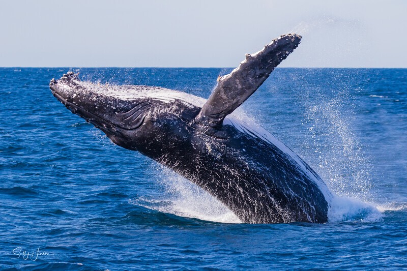 0A3A5315. Rocket 2 Breach - 2023 Whale Photos