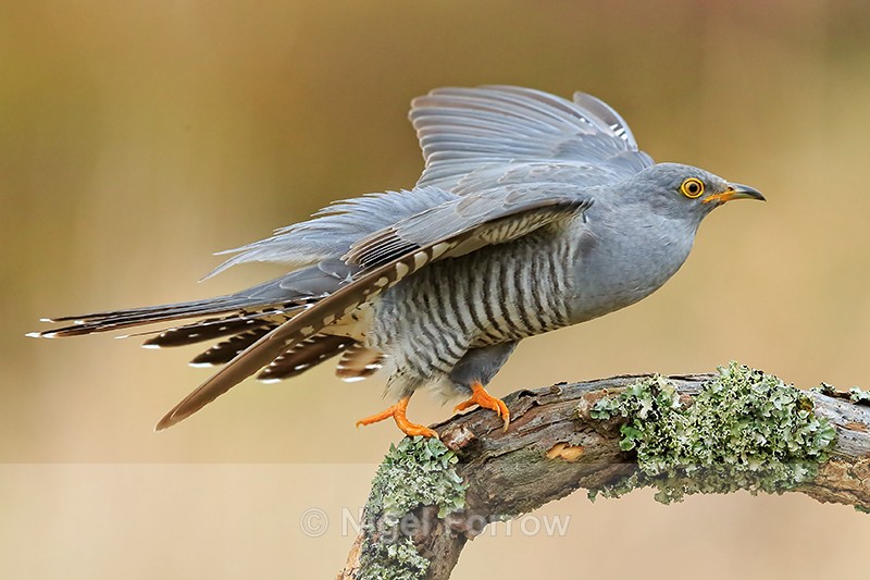Cuckoo (male) taking off, Scotland - Cuckoo