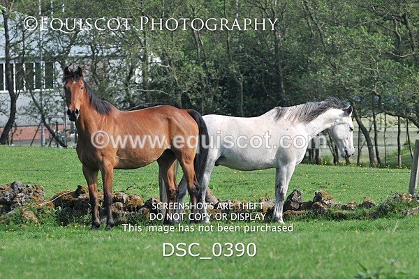 DSC_0390 - ARCHIVE REQUEST - Quincy and Guinness