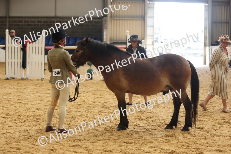 20260913-1722 - Class 115 - Gelding 4years and over